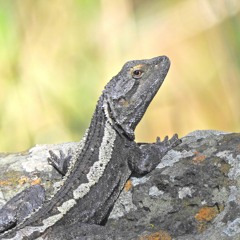 Gabriel Storm Morcom