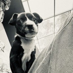 angry luna