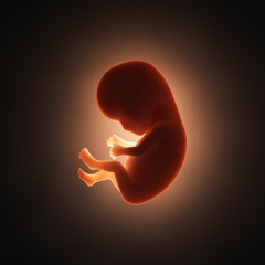 Lil' Embryo
