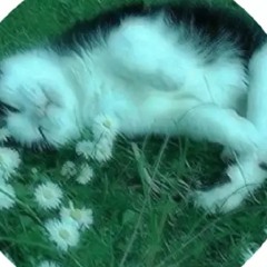 sleepy_guy