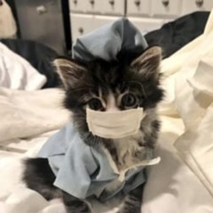 simply cat dj