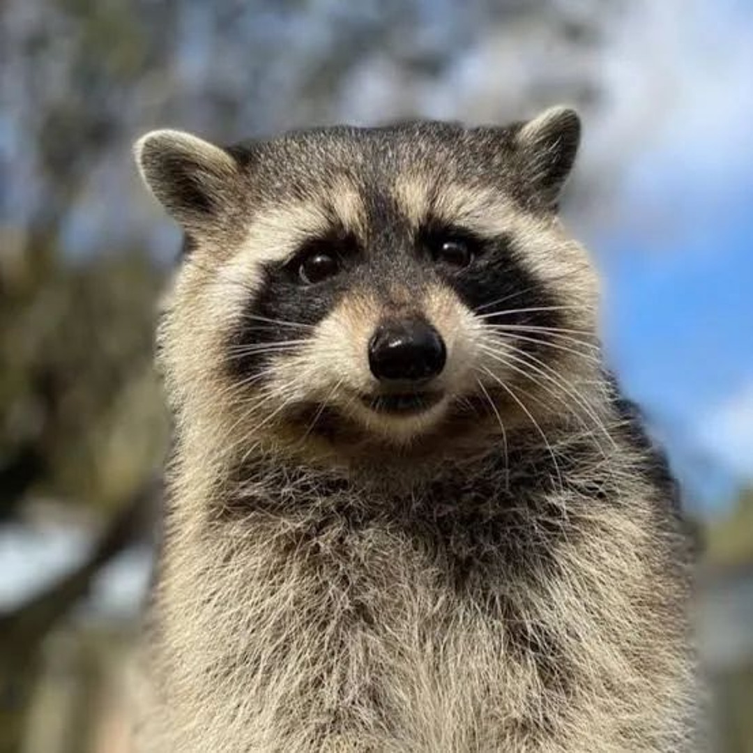 Stream Racoon Remmy music | Listen to songs, albums, playlists for free ...