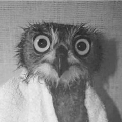 Libera Serpe in Libero Seno