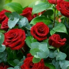 aung