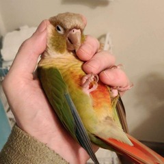 BusyBunny