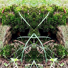 AlphARoots / Alpha omega