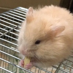 fetish 🐹