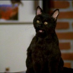 Fucking Cat