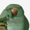 annoying_birb