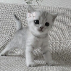 kittyqwxc