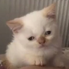 🤍