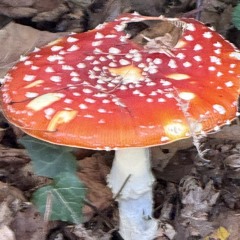 Amanita
