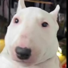 nelson santana garrido