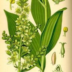 veratrum