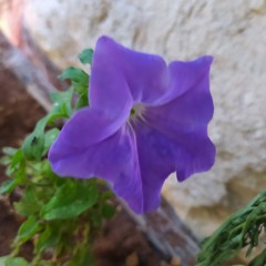 ياسمين كرجه