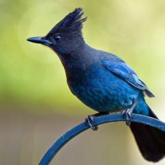 plumstarling