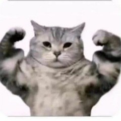 Gato Musculoso