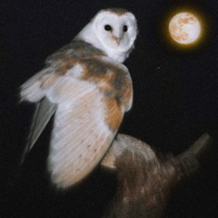 Volumus