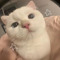 uru℃