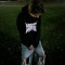shadowww(@shadowtomm)