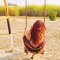 Zaynab