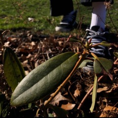 The People Downstairs