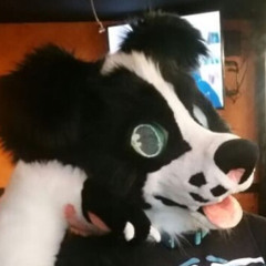 shepcollie47