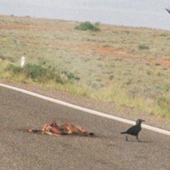 Scratchin’ Desperado