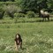 isabellacorrea