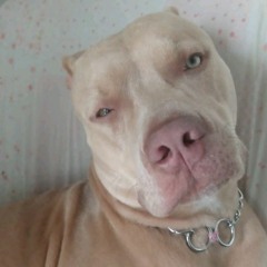 Sidney Cavalcante