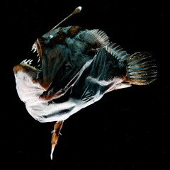 ANGLER
