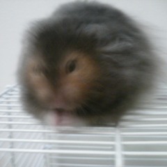 ASTA MOUSE