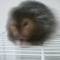 ASTA MOUSE