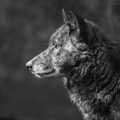 DJWolf_off