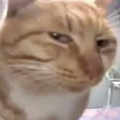 Serious Cat