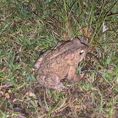 sliding on the ice like woah