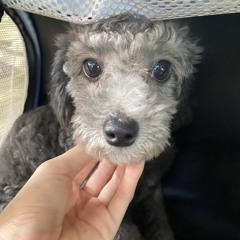 My Nguyen