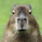 capybara2000