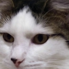 hackercat11
