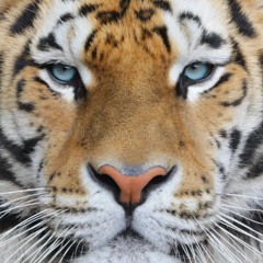 Chez  Cee  🫸❤️‍🫷Da bomb  👑 🩷🩵💚🩶🤍🪽🩰🌹🖋🖕