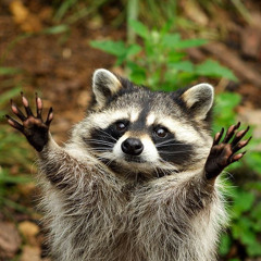 2RaccoonHands