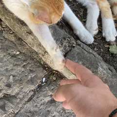 Влад Сафронов