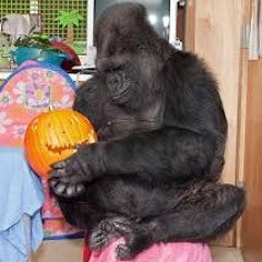 Major Shanks the Negus