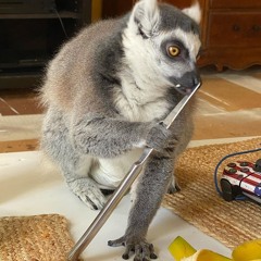 Lemur Lemurevic