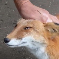 mesillalottabullshit
