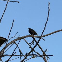 Павел Шалупаев