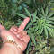 Soroush