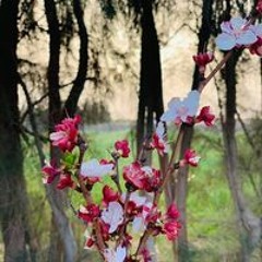 Farah Albeshty