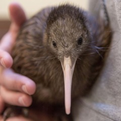 420kiwi