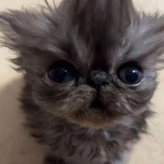 Lil K